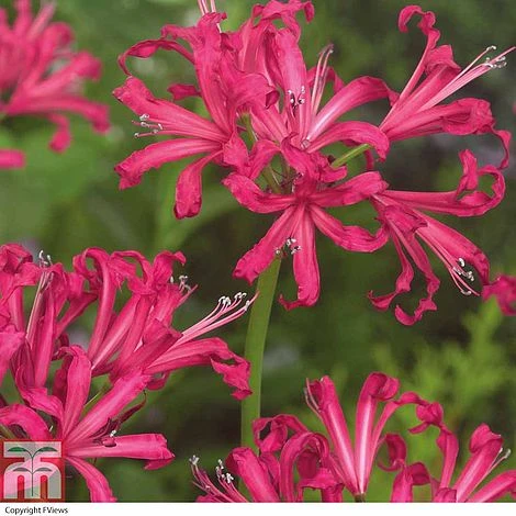 Nerine Bowdenii 'Mister John'