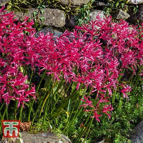 Nerine Bowdenii 'Mister John' - Image 2