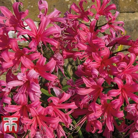 Nerine Bowdenii 'Mister John' - Image 3