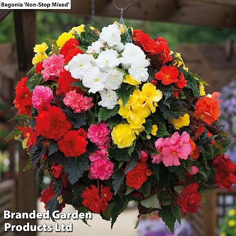 Begonia 'Prima Donna Bumper Pack' - Image 2