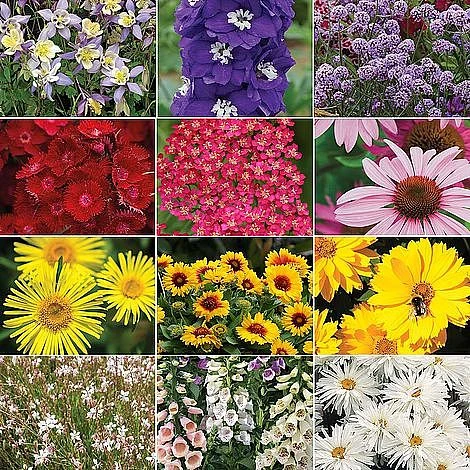 Nurserymans Choice Perennial Mix 36 Plugs + 5 Seeds - Image 2