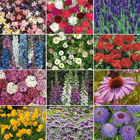 Nurserymans Choice Perennial Mix 36 Plugs + 5 Seeds - Image 4