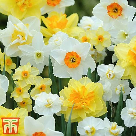 Narcissus Duo - Image 2