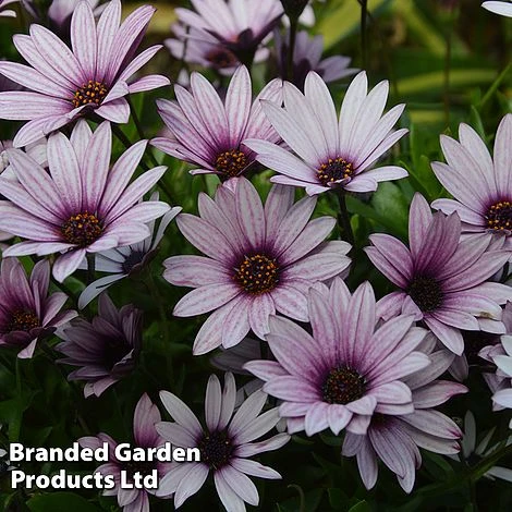 Hardy Osteospermum Collection - Image 2