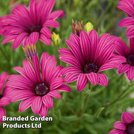 Hardy Osteospermum Collection - Image 4