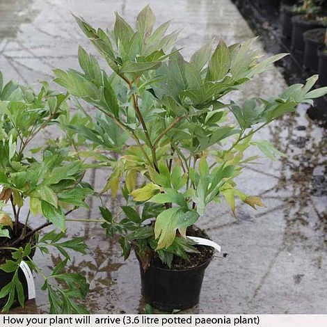 Peony 'Cora Louise' - Image 2