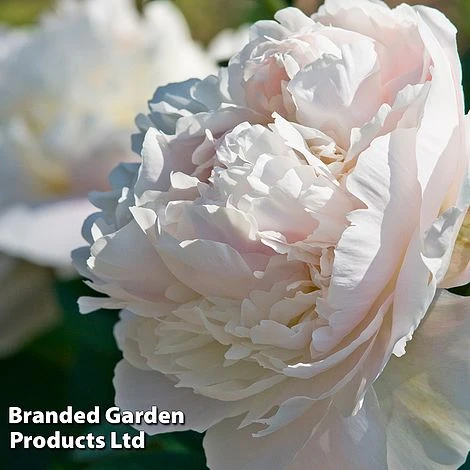 Summer Colour Bundle - Image 6