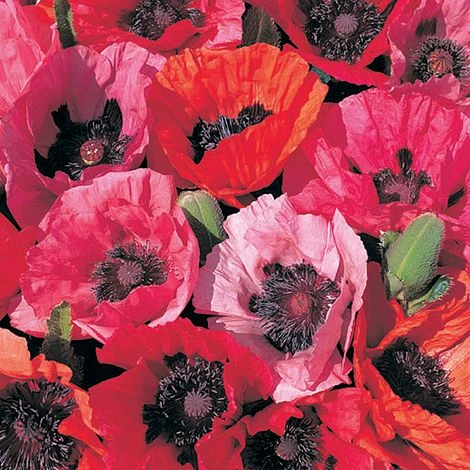 Poppy 'Fruit Punch' - Image 2