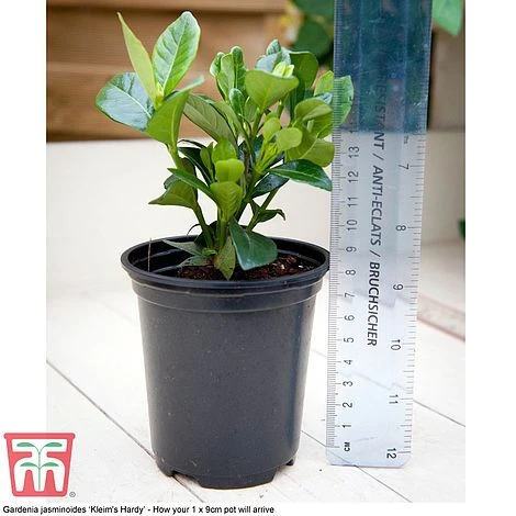 Perfect Patio Collection - Image 5