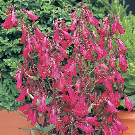 Penstemon 'Garnet' - Image 2