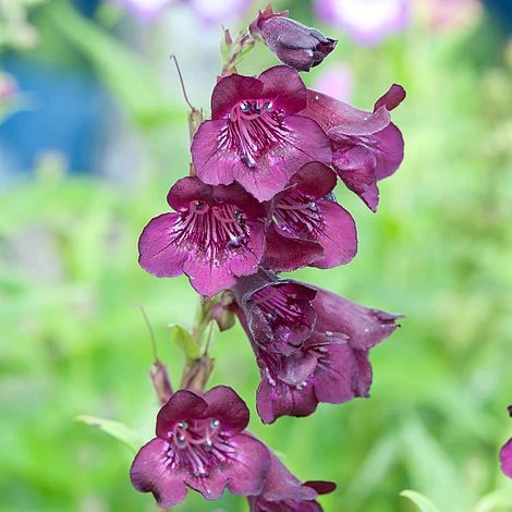 Penstemon 'Raven'