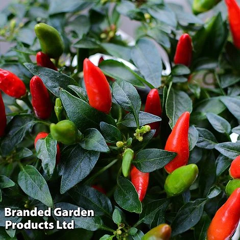 Pepper And Chilli Collection - Image 2
