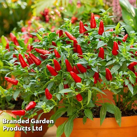 Vegetable Windowsill Collection - Image 2