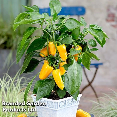 Vegetable Windowsill Collection - Image 4