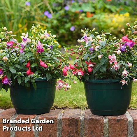 Fuchsia Trailing Pre-Planted Basket - Image 2