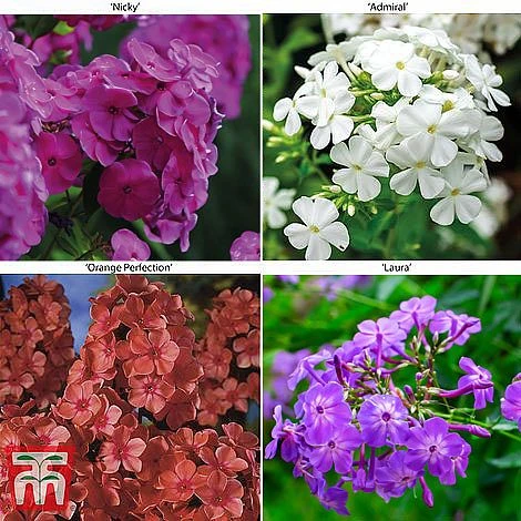 Phlox Paniculata 'Fragrant Collection'