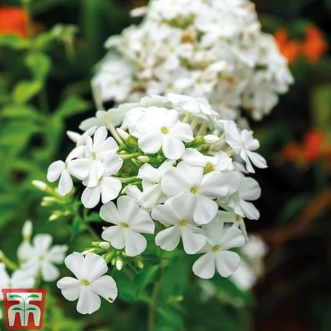 Phlox Paniculata 'Fragrant Collection' - Image 3