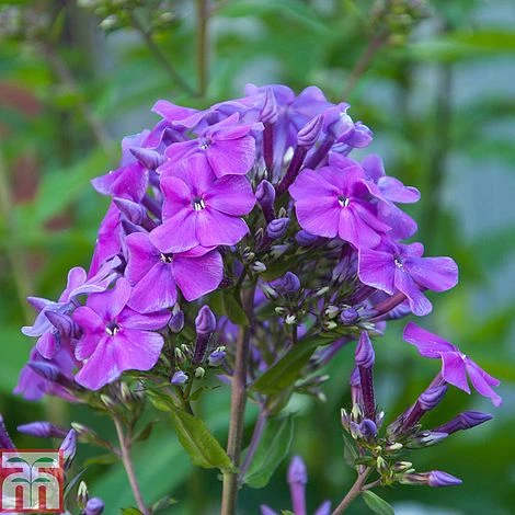Phlox Paniculata 'Blue Boy'