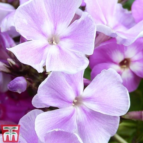 Phlox Paniculata Mixed - Image 2