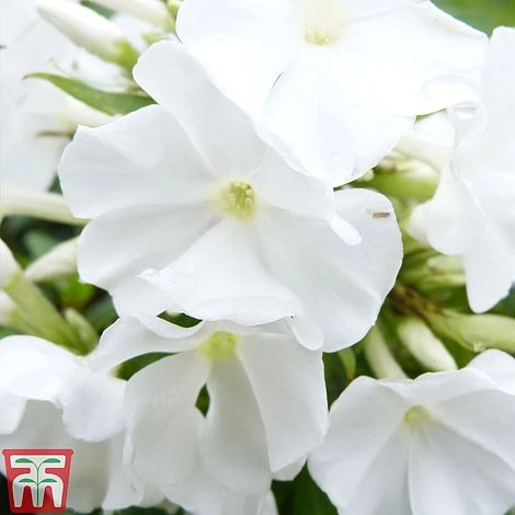 Phlox Paniculata Mixed - Image 4