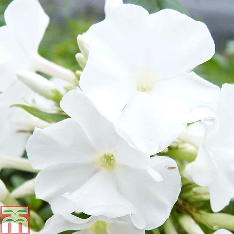 Phlox Paniculata 'White Flame'