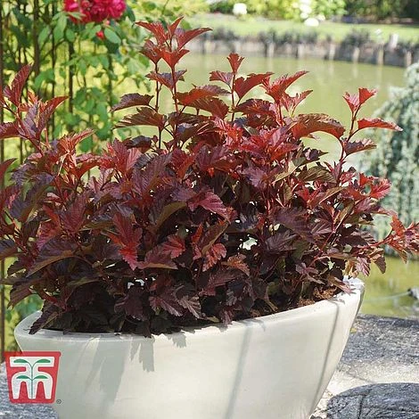 Physocarpus Opulifolius 'Little Angel' - Image 2