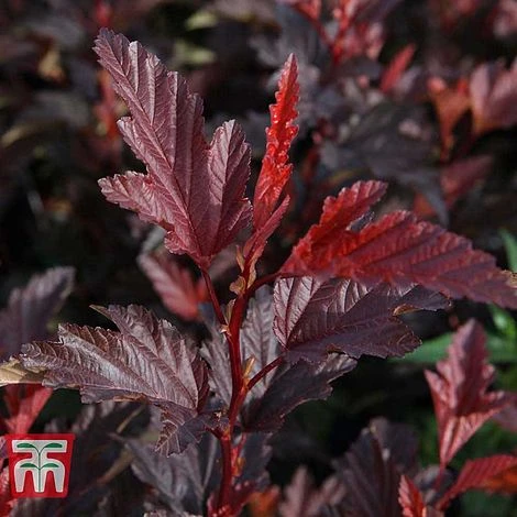 Physocarpus Opulifolius 'Little Angel' - Image 3