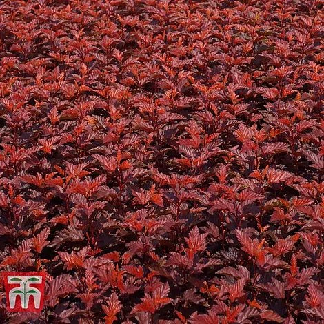 Physocarpus Opulifolius 'Little Angel' - Image 4