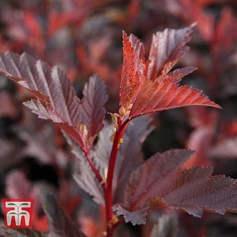 Physocarpus Opulifolius 'Little Angel' - Image 6