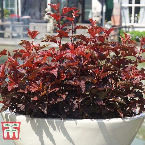 Physocarpus Opulifolius 'Little Angel' - Image 7