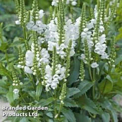 Physostegia Virginiana 'Crystal Peak White'