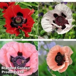 Poppy Oriental Collection