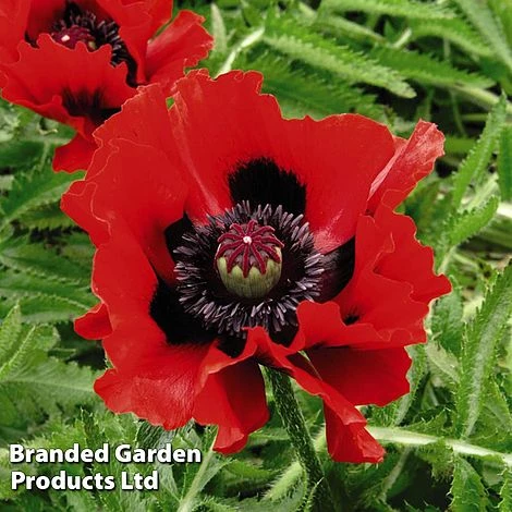 Poppy Oriental Collection - Image 2