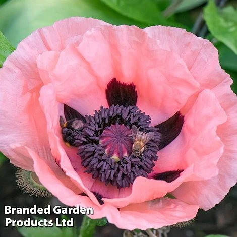 Poppy Oriental Collection - Image 4