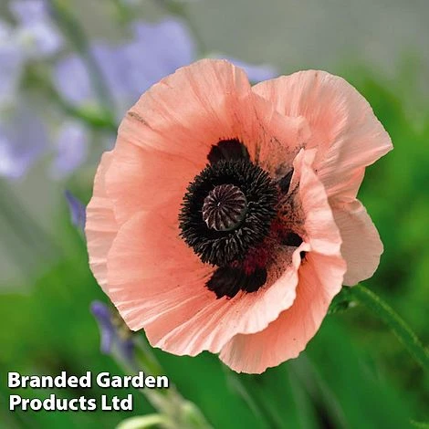 Poppy Oriental Collection - Image 5