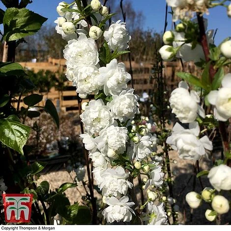Prunus Glandulosa 'Alba Plena' - Image 2