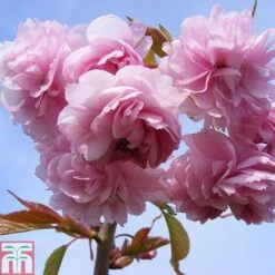 Prunus 'Kiku-shidare-zakura'