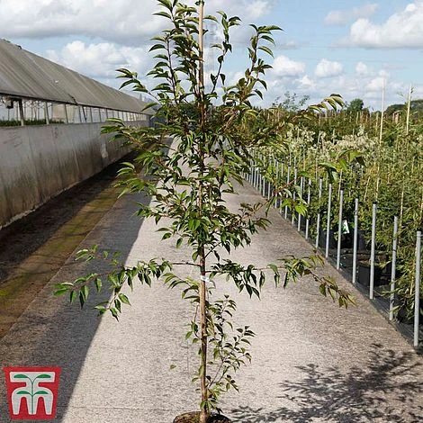 Prunus X Incam 'Okamé' - Image 2