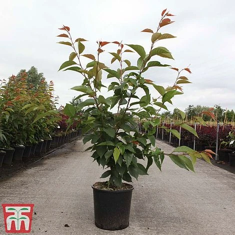 Prunus 'Kanzan' - Image 2