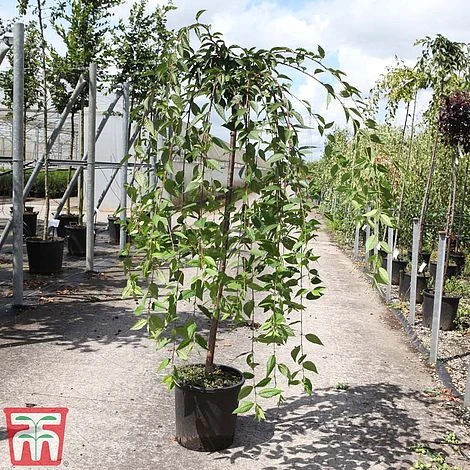 Prunus 'Snow Fountains' - Image 2