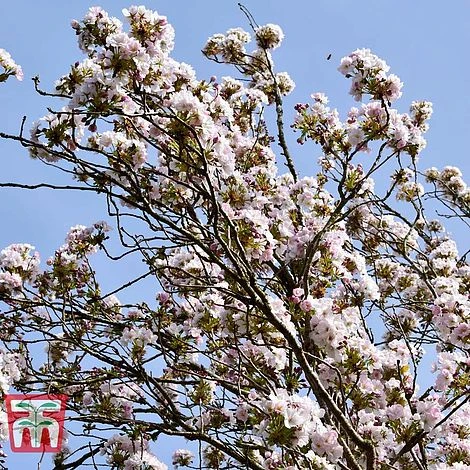 Prunus 'Amanogawa' - Image 3
