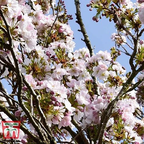 Prunus 'Amanogawa' - Image 4