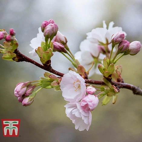 Prunus 'Amanogawa' - Image 2