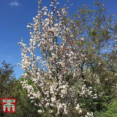Prunus 'Amanogawa' - Image 5