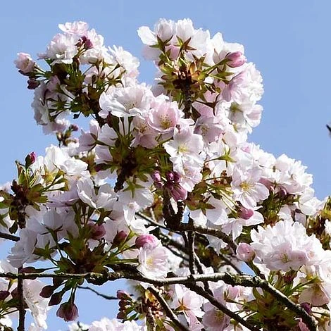 Prunus 'Amanogawa' - Image 6