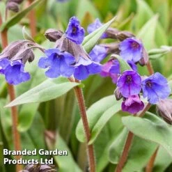 Pulmonaria 'Blue Ensign'