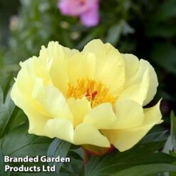 Peony 'Going Bananas'