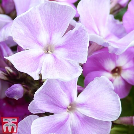 Phlox Paniculata 'Franz Schubert'