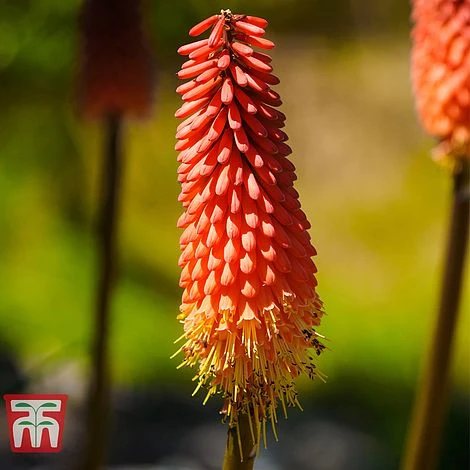 Red Hot Poker 'Redhot Popsicle'