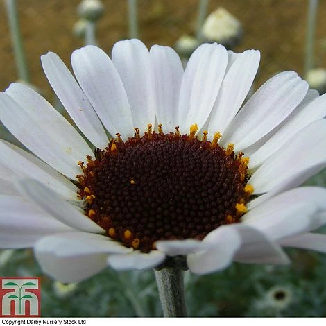 Rhodanthemum 'Casablanca' - Image 5